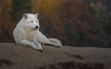 Naklejka na ściany i meble Arctic wolf