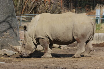 Obraz premium Rinoceronte 