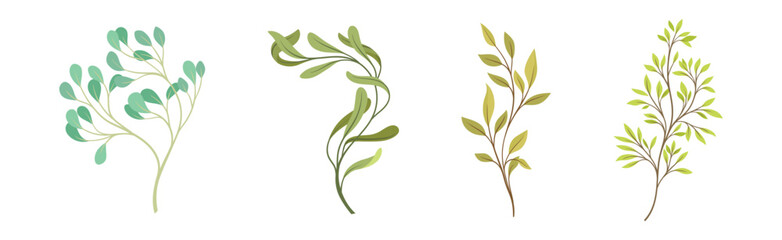Sprigs and Twiglets with Green Leaves as Botanical Foliage Vector Set