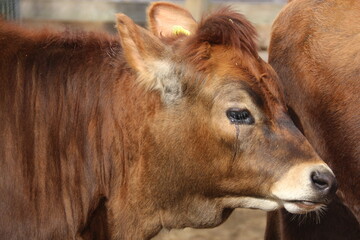 Fototapeta premium Ternera