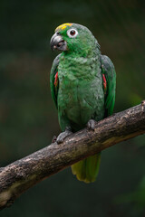 Southern mealy amazon