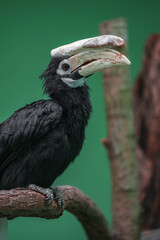Palawan hornbill
