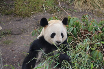 Naklejka premium Oso panda 