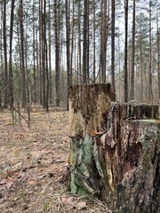andscape in the forest in early spring, pine tree stump
