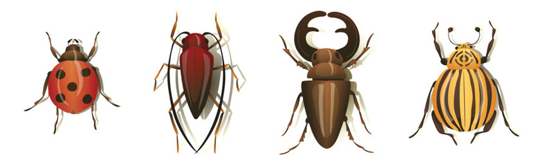 Bugs and Beetle as Coleoptera Insects with Elytra Vector Set