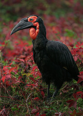 Southern ground hornbill