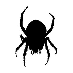  spider silhouette isolated - vector illustration