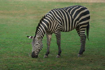 Fototapeta na wymiar Plains zebra