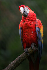Scarlet macaw