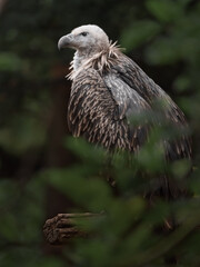 Himalayan vulture