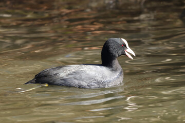 Foulque macroule (Fulica atra)