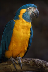 Blue-throated Macaw