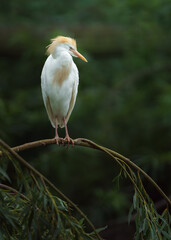 Cattle egret