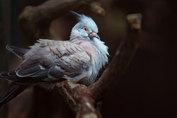 Crested pigeon