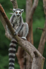 Ring-tailed lemur