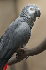 Grey parrot