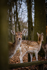Looking in the face of a deer in the woods