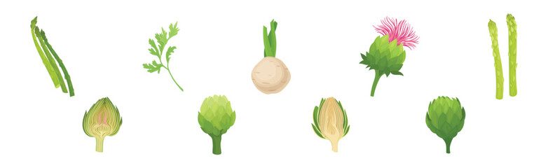 Celery, Artichoke and Asparagus as Cultivated Vegetable for Vegetarian Nutrition Vector Set