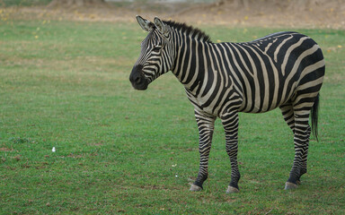 Obraz na płótnie Canvas Plains zebra
