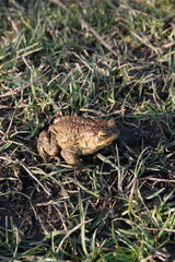 A frog in the grass. a green frog with dark dots on its body. Nature, grass. A frog in the sunlight. 

frog, amphibian, toad, animal, nature, green, grass, wildlife, eye, reptile, animals, macro, wild