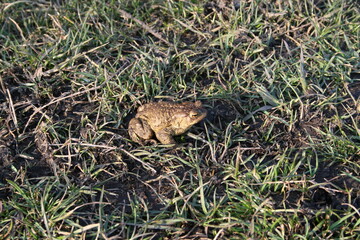 A frog in the grass. a green frog with dark dots on its body. Nature, grass. A frog in the sunlight. 

frog, amphibian, toad, animal, nature, green, grass, wildlife, eye, reptile, animals, macro, wild