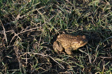 frog, amphibian, toad, animal, nature, green, grass, wildlife, eye, reptile, animals, macro, wild, brown, water, close-up, frogs, common, closeup, spring, natural A frog in the grass. a green frog wit