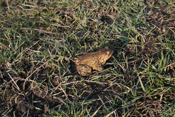 A frog in the grass. a green frog with dark dots on its body. Nature, grass. A frog in the sunlight. 