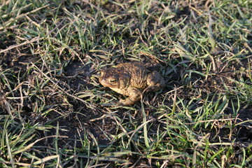 A frog in the grass. a green frog with dark dots on its body. Nature, grass. A frog in the sunlight. 
