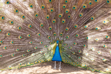 Obraz premium peacock with open tail, beautiful representative specimen of the male peacock in large metallic colors.Peacock bird standing in garden.