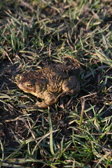 A frog in the grass. a green frog with dark dots on its body. Nature, grass. A frog in the sunlight. 