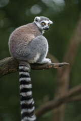 Ring tailed lemur © Josef