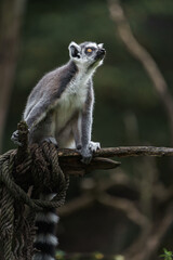 Ring tailed lemur