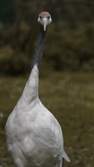 Red-crowned crane