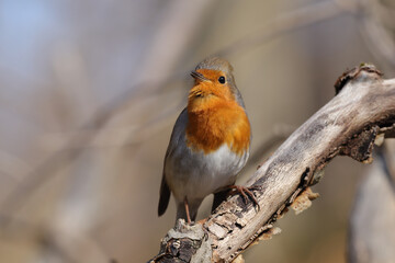 Rougegorge familier (Erithacus rubecula)