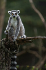 Ring tailed lemur