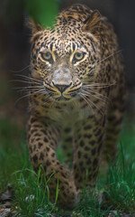 Persian leopard