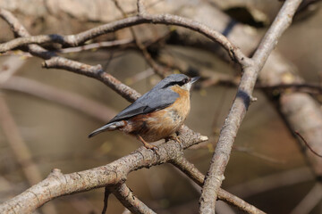 Sittelle torchepot (Sitta europaea)