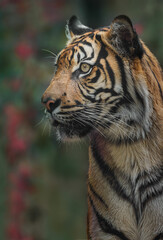 Sumatran tiger