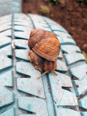 Grape snail on the tread of an automobile wheel close-up