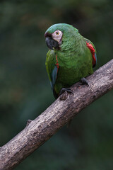 Chestnut-fronted macaw