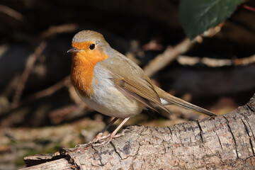 Rougegorge familier (Erithacus rubecula)