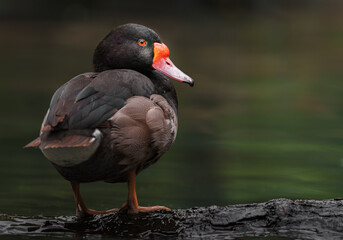 Rosy-billed pochard