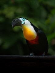 Channel-billed toucan