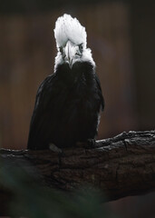 White-crested hornbill