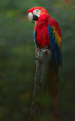 Scarlet macaw