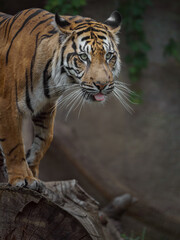 Sumatran tiger