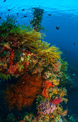 Coral reef South Pacific, Liberty Wreck