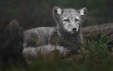 Arctic fox