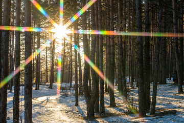 The rays of the sun through the forest