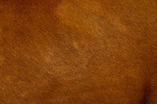 Dark brown color leather skin natural, animal haire of fur cow lether. Abstract background. Natural brown fur texture.